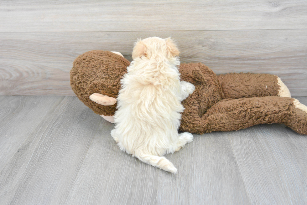 Cute Maltipoo Baby