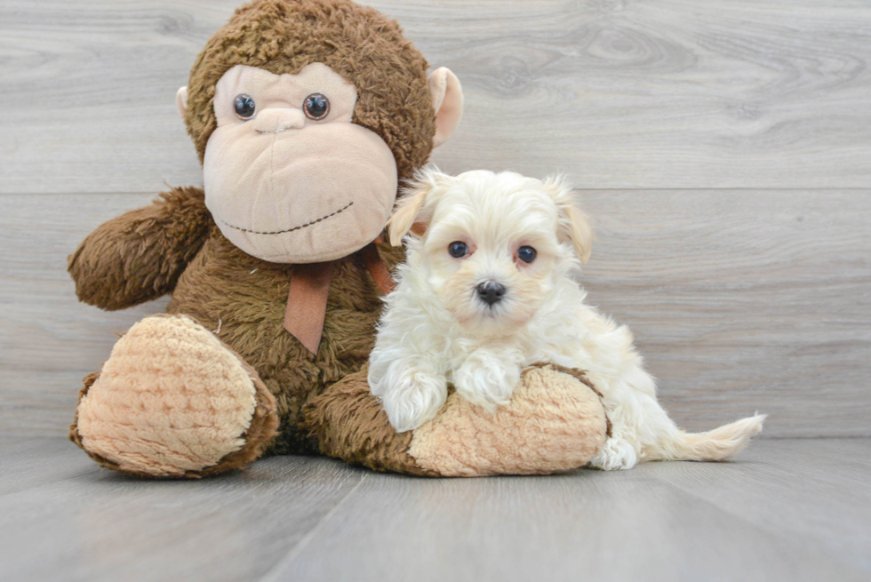 Popular Maltipoo Poodle Mix Pup