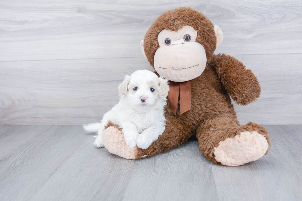 Maltipoo Pup Being Cute