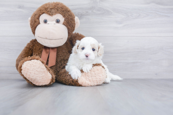 Maltipoo Puppy for Adoption