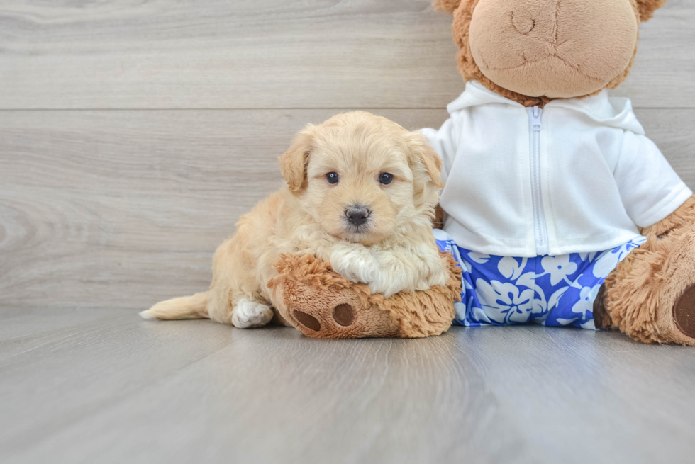 Maltipoo Pup Being Cute