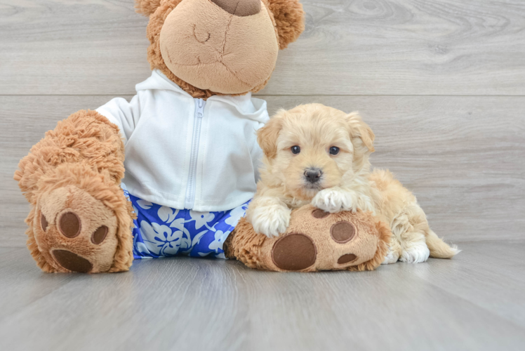 Popular Maltipoo Poodle Mix Pup