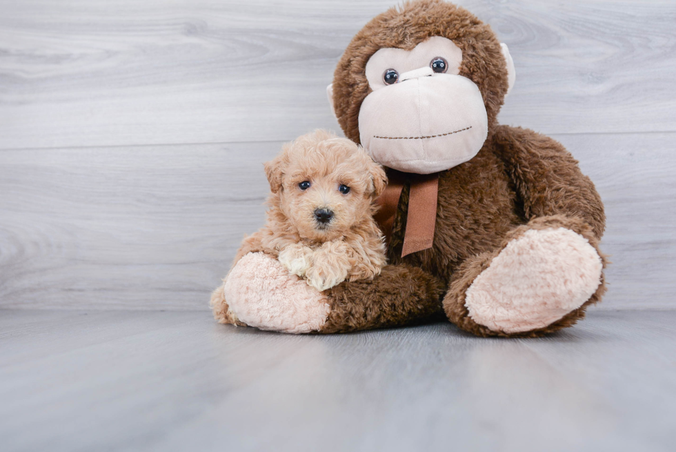 Smart Maltipoo Poodle Mix Pup