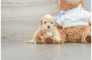 Sweet Maltipoo Baby