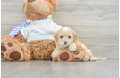 Maltipoo Pup Being Cute