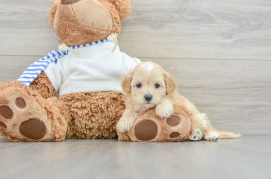 Maltipoo Pup Being Cute