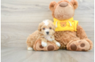 Maltipoo Puppy for Adoption