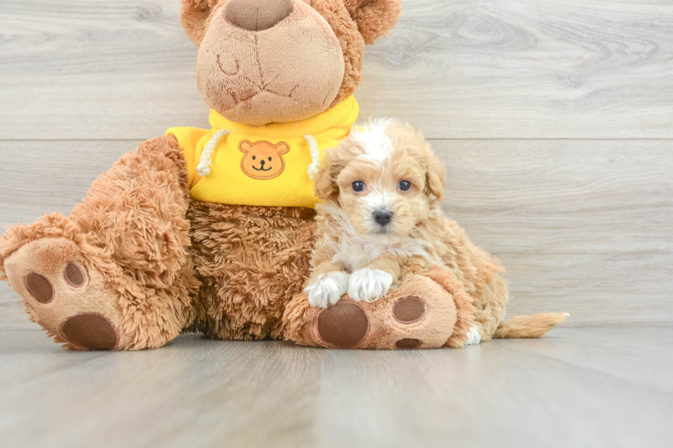 Smart Maltipoo Poodle Mix Pup