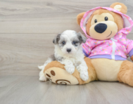 9 week old Maltipoo Puppy For Sale - Premier Pups