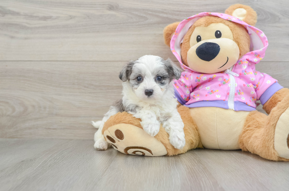 6 week old Maltipoo Puppy For Sale - Premier Pups