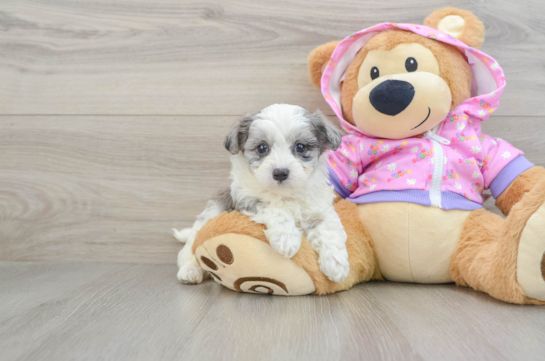 Popular Maltipoo Poodle Mix Pup