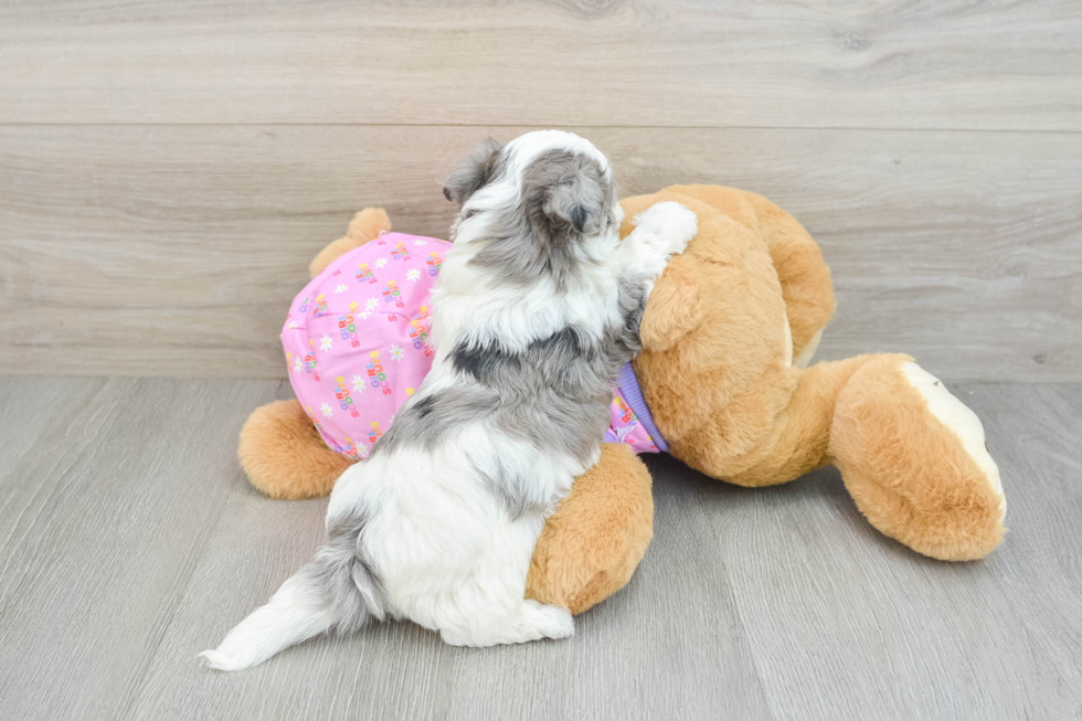 Maltipoo Puppy for Adoption