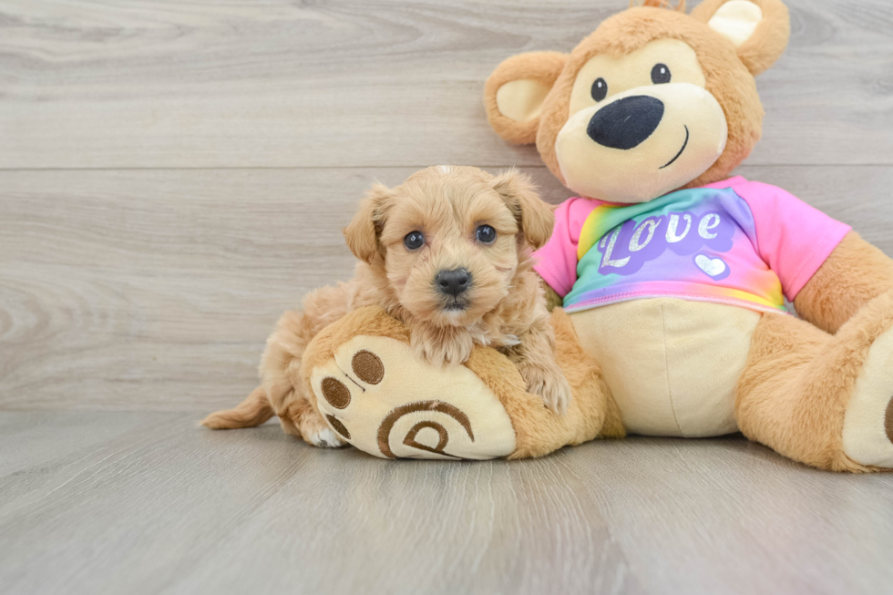 Maltipoo Pup Being Cute