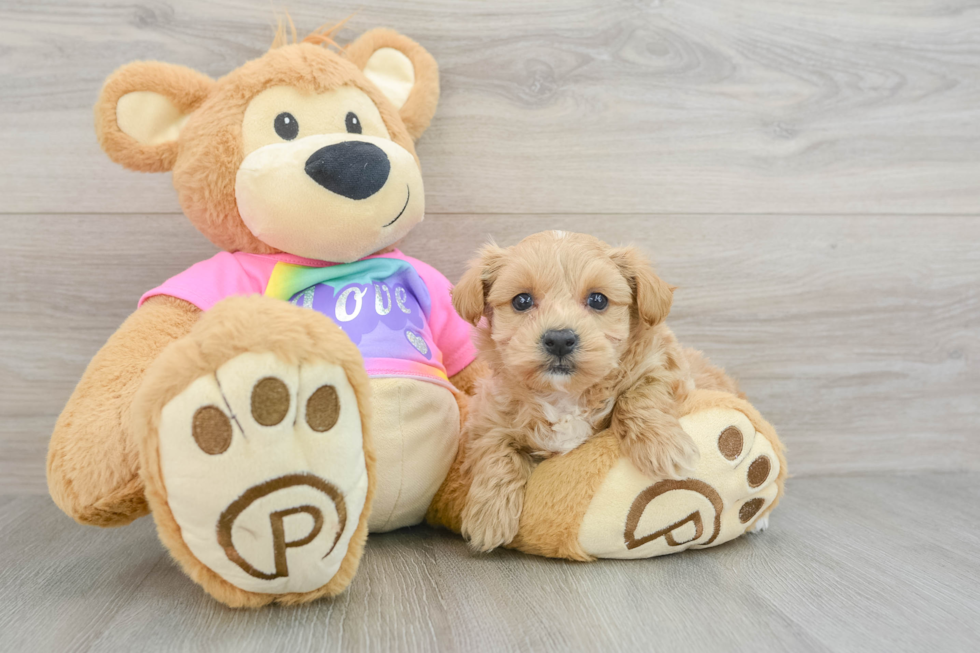 Maltipoo Pup Being Cute