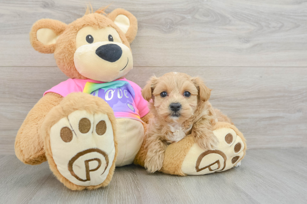 5 week old Maltipoo Puppy For Sale - Premier Pups