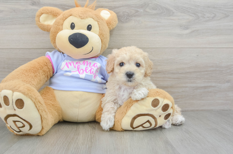 7 week old Maltipoo Puppy For Sale - Premier Pups