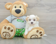8 week old Maltipoo Puppy For Sale - Premier Pups