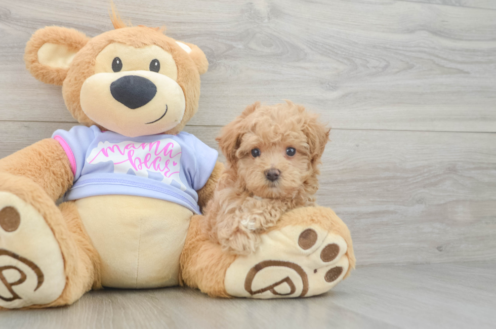 5 week old Maltipoo Puppy For Sale - Premier Pups