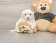 8 week old Maltipoo Puppy For Sale - Premier Pups