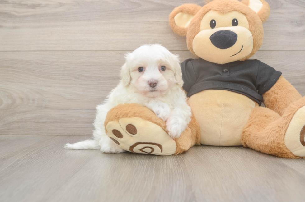 5 week old Maltipoo Puppy For Sale - Premier Pups