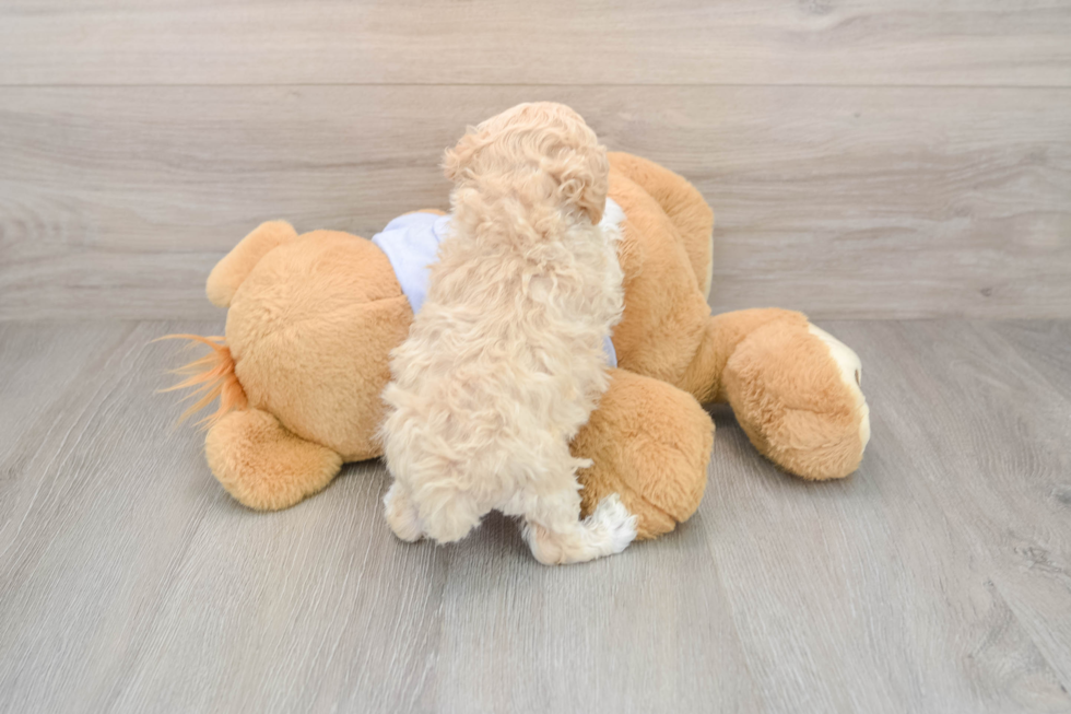 Maltipoo Puppy for Adoption