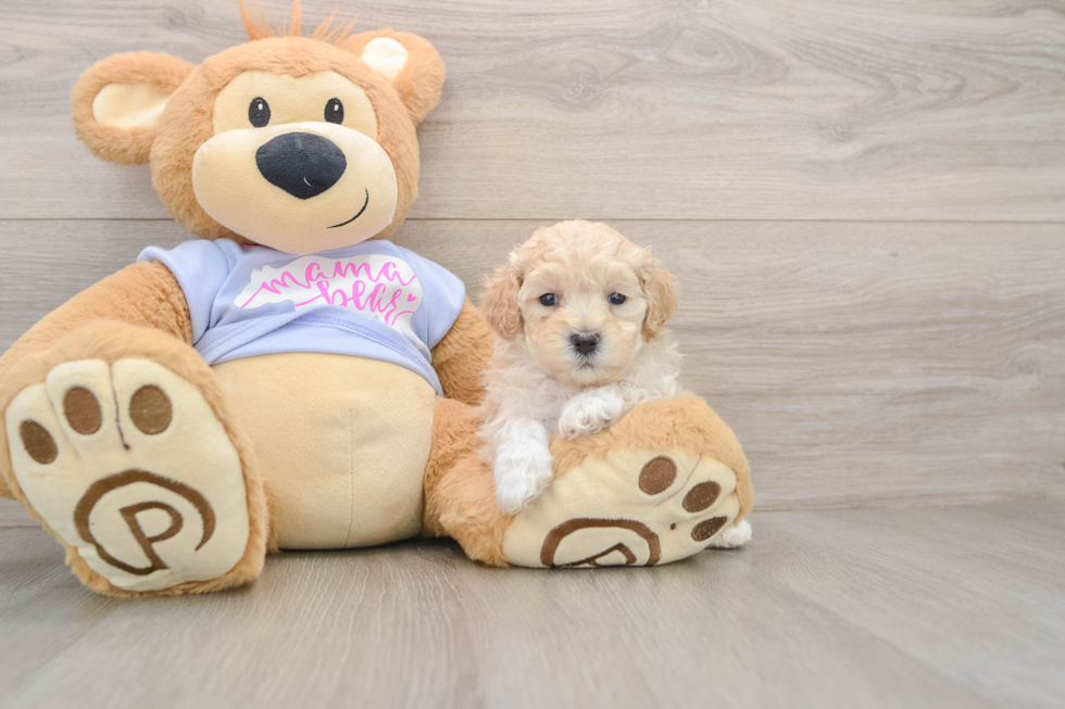 Smart Maltipoo Poodle Mix Pup