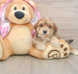 7 week old Maltipoo Puppy For Sale - Premier Pups