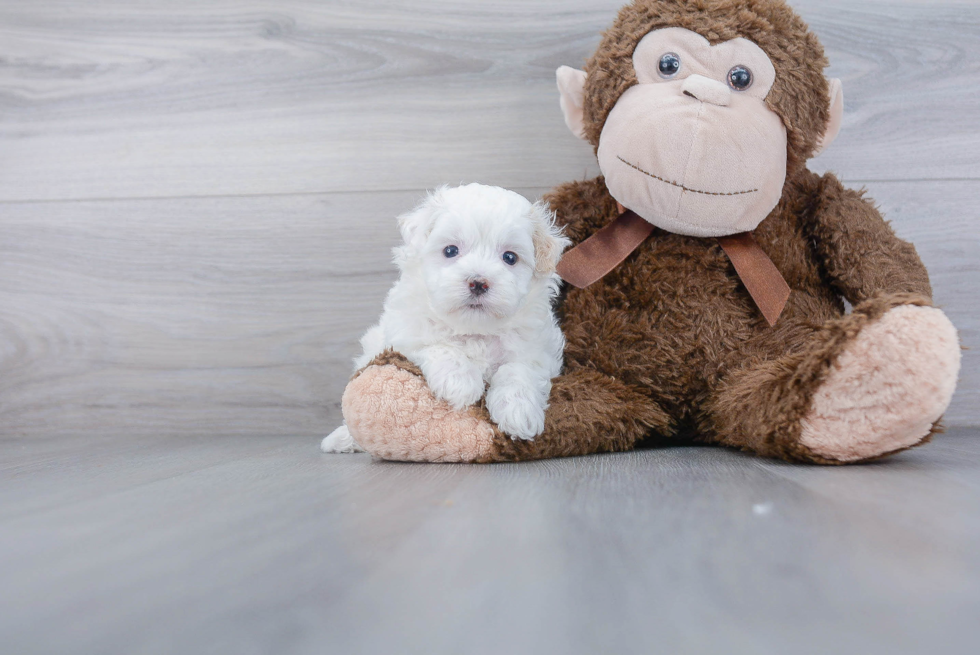 Maltipoo Puppy for Adoption