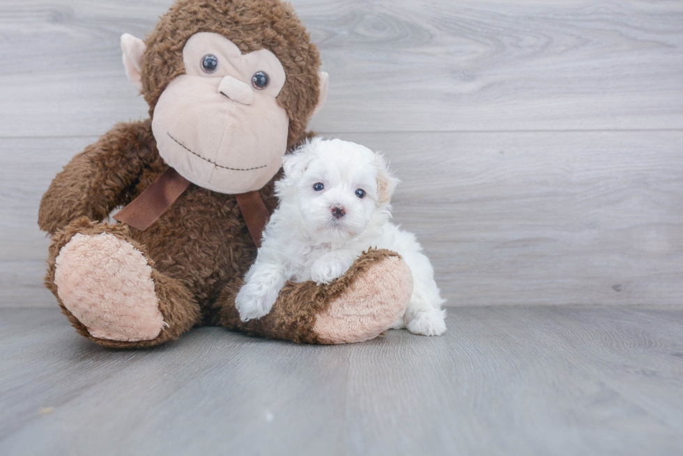 Adorable Maltepoo Poodle Mix Puppy