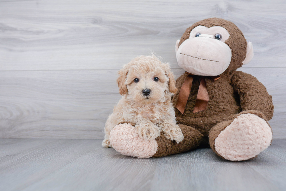 Best Maltipoo Baby