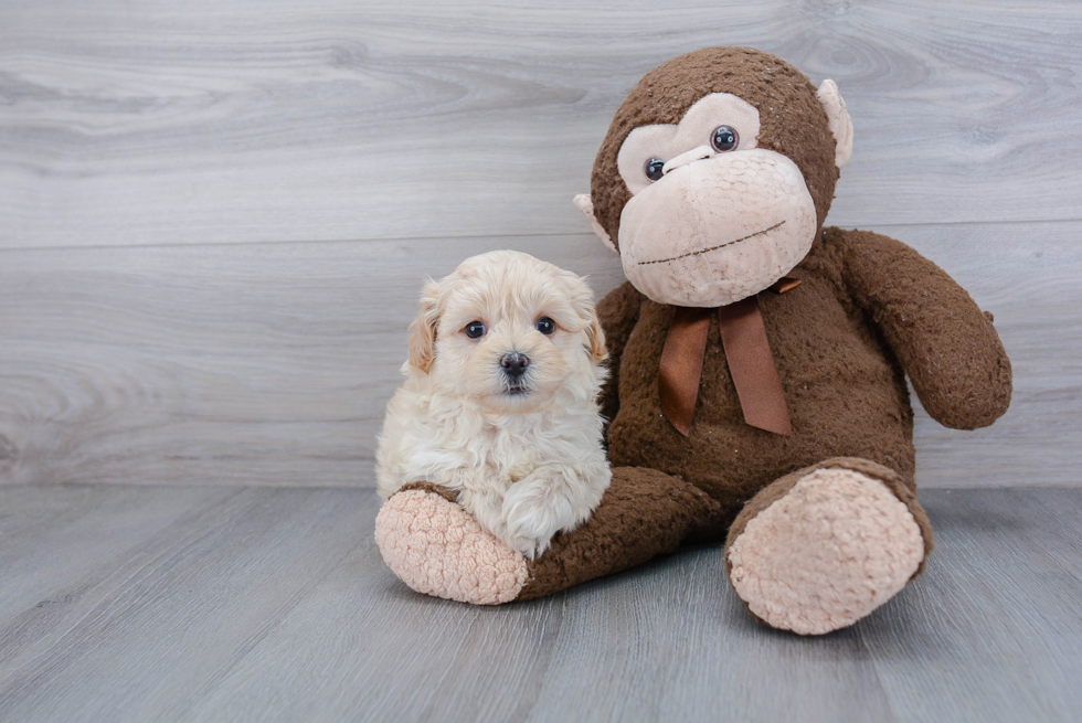 Maltipoo Puppy for Adoption