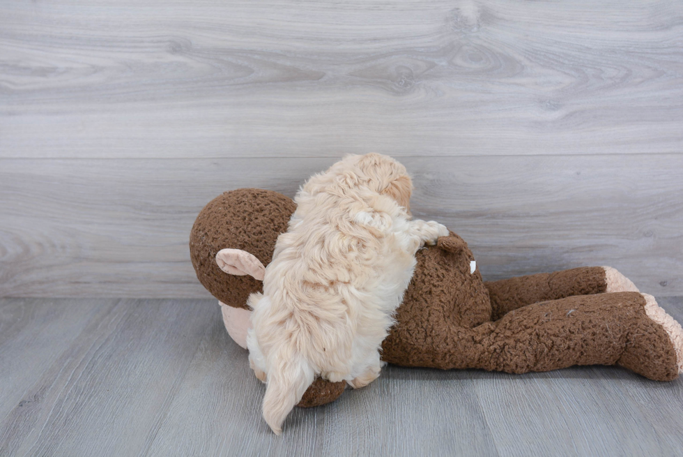 Little Maltepoo Poodle Mix Puppy