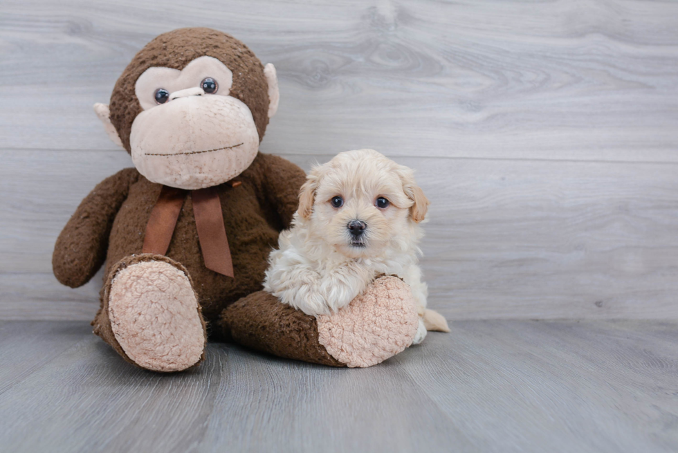 Playful Maltese Poodle Poodle Mix Puppy