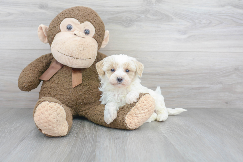 Best Maltipoo Baby