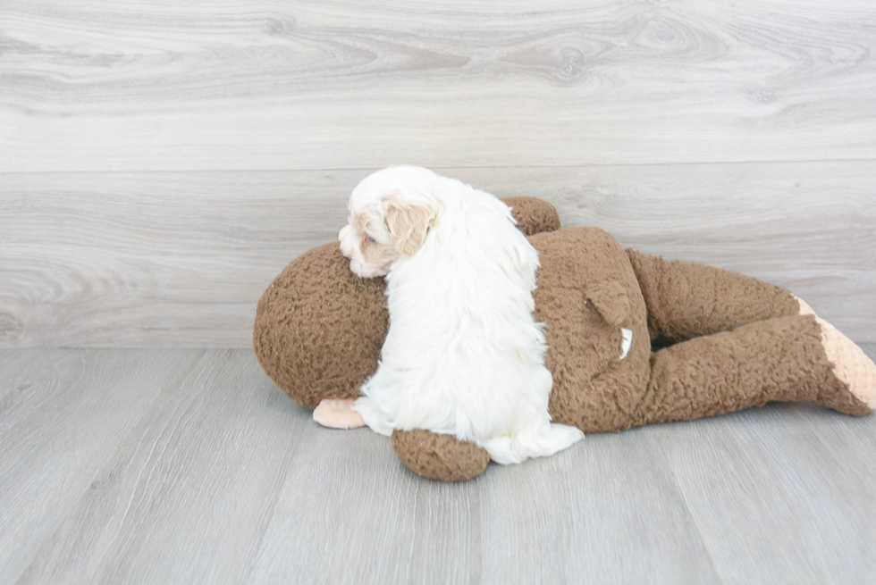 Maltipoo Pup Being Cute