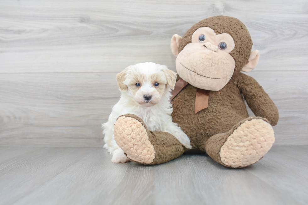 Petite Maltipoo Poodle Mix Pup