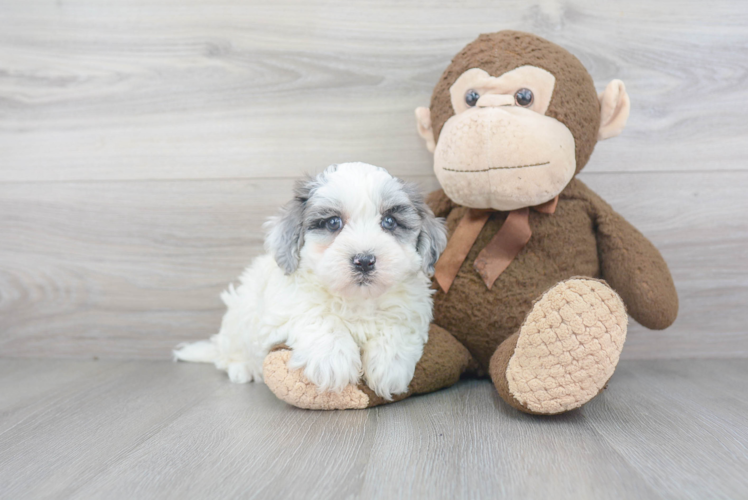 Best Maltipoo Baby