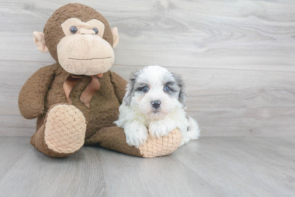 Maltipoo Puppy for Adoption