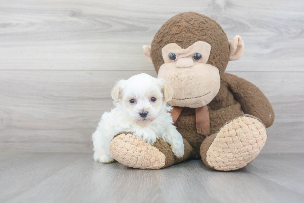 Sweet Maltipoo Baby