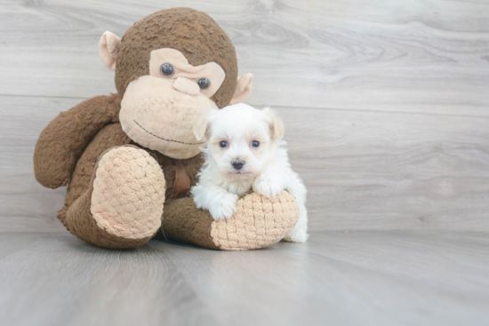 Smart Maltipoo Poodle Mix Pup