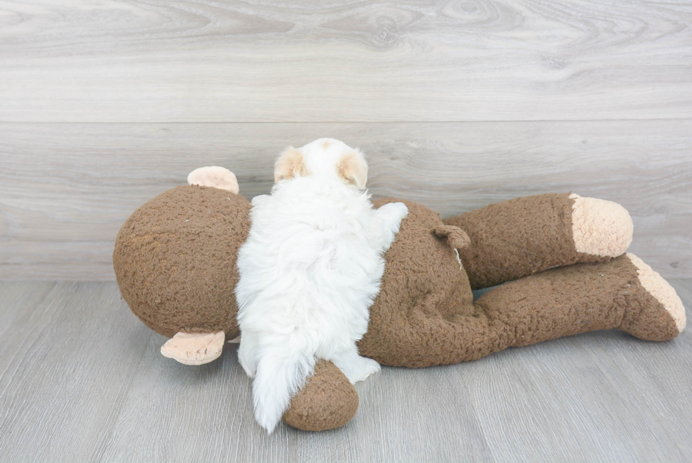 Maltipoo Pup Being Cute