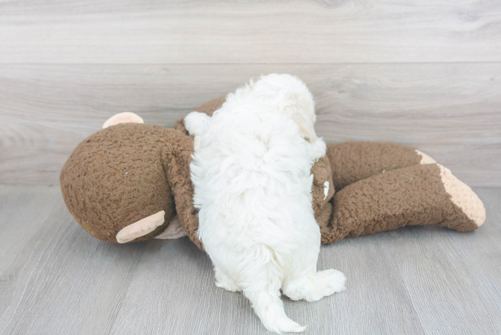 Maltipoo Pup Being Cute