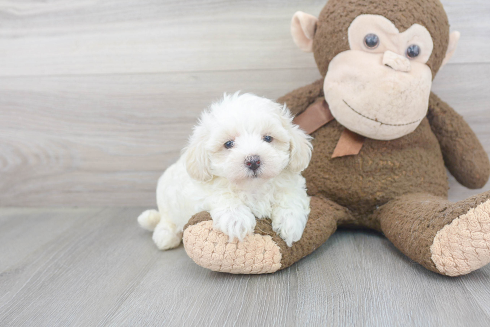 Maltipoo Puppy for Adoption