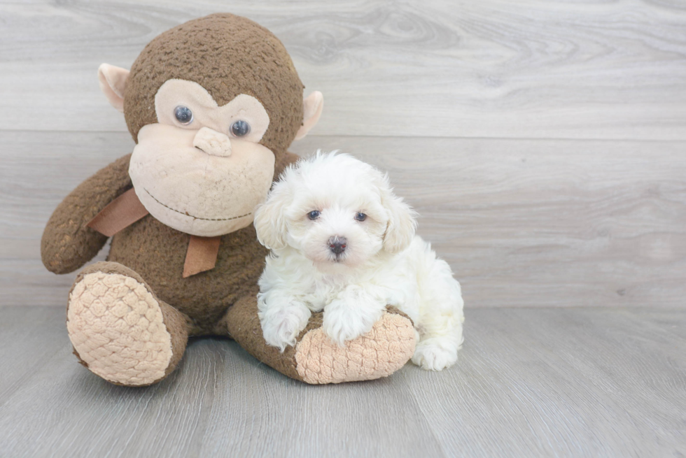 Little Maltepoo Poodle Mix Puppy