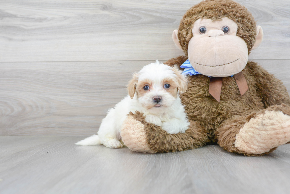 Cute Maltipoo Baby