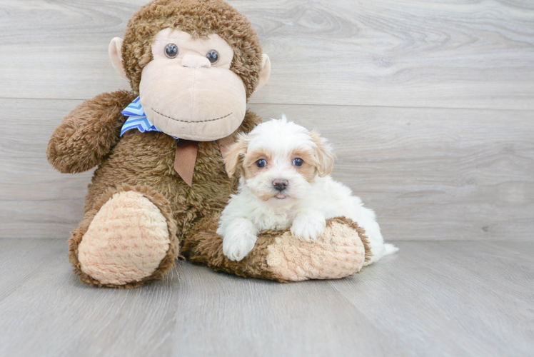 Maltipoo Pup Being Cute