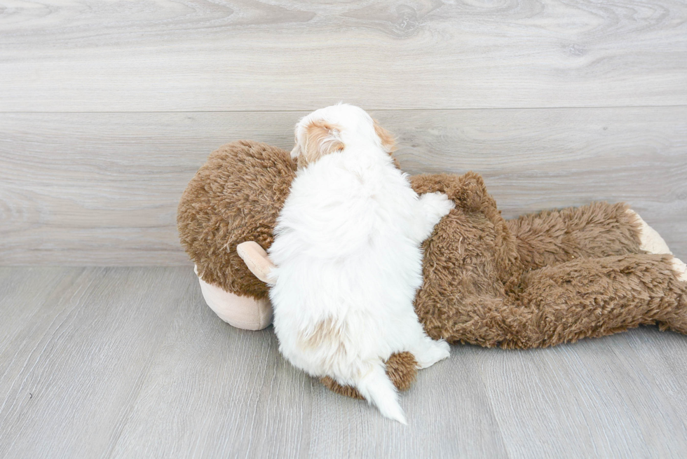 Maltipoo Pup Being Cute