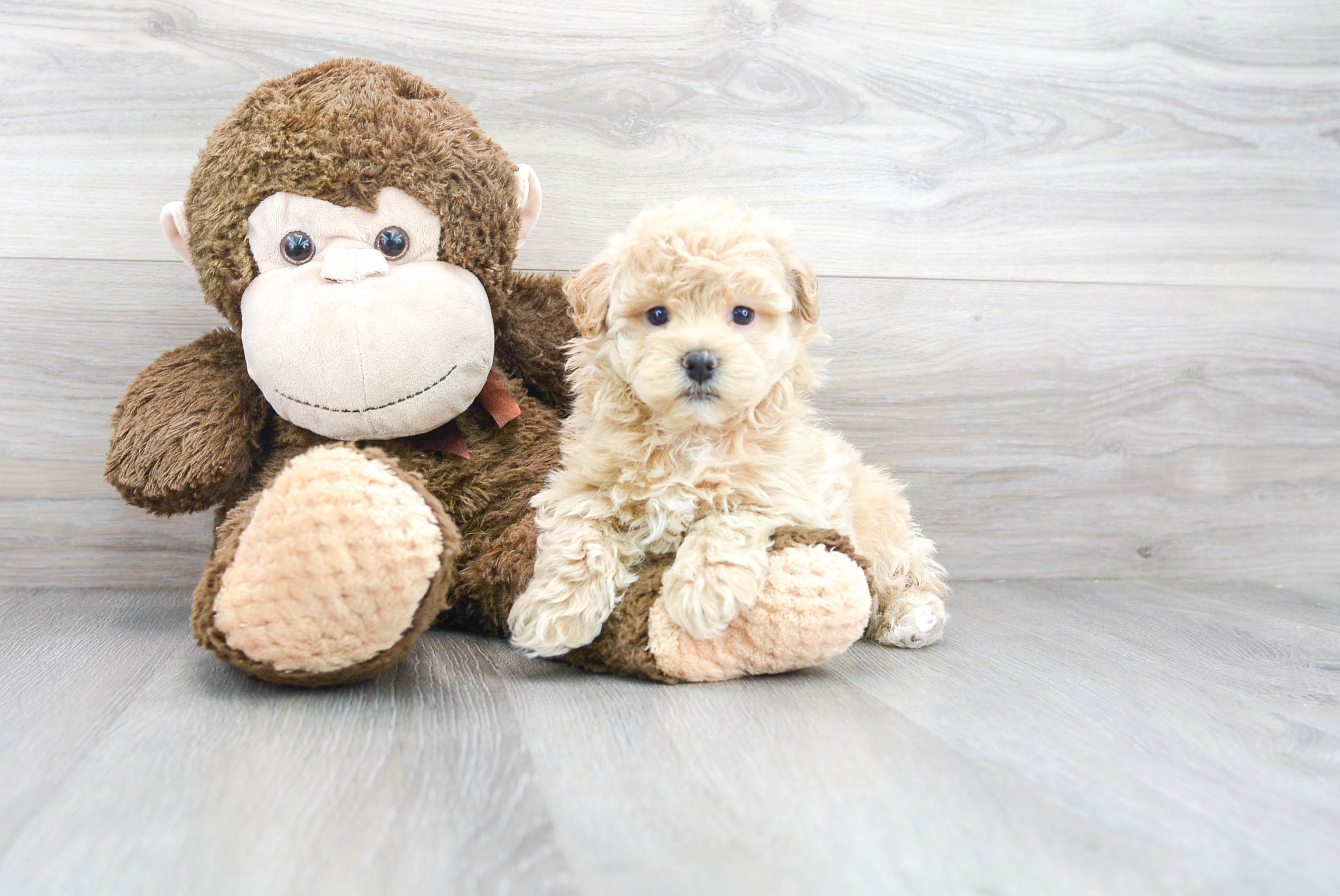 Friendly Maltipoo Baby