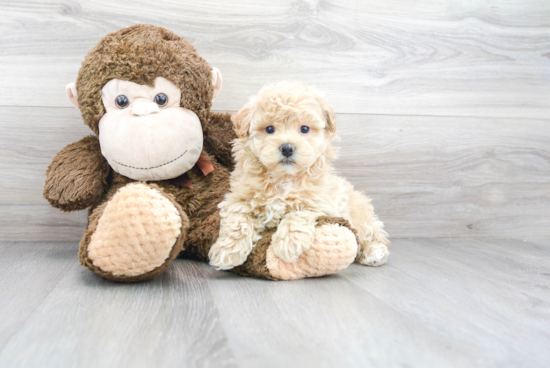 Friendly Maltipoo Baby