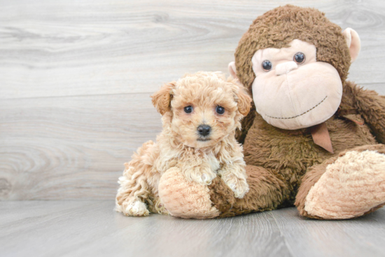 Maltipoo Puppy for Adoption